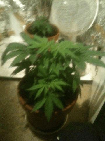 big bud
