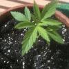 big bud