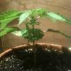 big bud