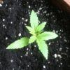 big bud