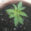 big bud