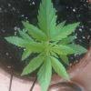 big bud