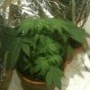 big bud