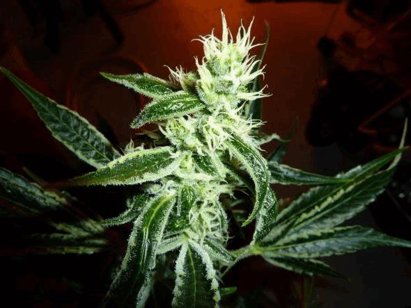 Jack the ripper