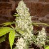 Skunk #1 (pied 2) Flo+64