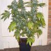 Skunk #1 (pied 1) Flo+64