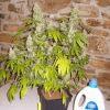 Skunk #1 (pied 2) Flo+64