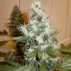 Skunk #1 (pied 1) Flo+64