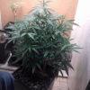 Chq Flo 4