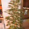 Arbre Amnésia Haze 11Litres Arbre Amnésia Haze 11Litres