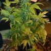 JackHerer