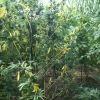 IMG 0939 IMG 0939