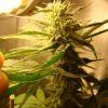 bud bamb'z