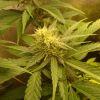 Bud Bamb'z