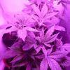 Big Bud Ss Led