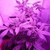 leds2