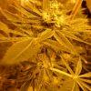 Big Bud Flo  40