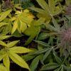 purple senescence