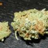 5 lemon haze