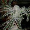 PeyotePurple55j