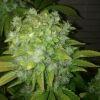 F+60 xhaze
