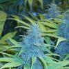 White widow F+57
