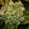 Xhaze