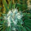 Xhaze