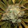 Skunk#1