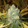 Skunk#1