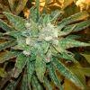 Silver haze #9