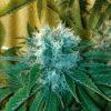 Xhaze