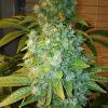 Xhaze