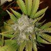 White widow