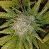 White widow