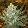 Silver haze #9