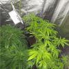 Skunk / ChQ