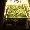Scrog Early Skunk C+56 - Préflo-1