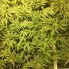 Scrog Early Skunk CRO+56 - PréFlo+8 - FLO+7 - 1