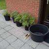 Session Outdoor Early Skunk