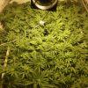 Scrog Early Skunk CRO+56 - PréFlo+8 - FLO+7
