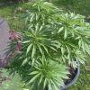 Session Outdoor Early Skunk CRO+91