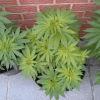 Session Outdoor Early Skunk - CRO+64 - 2