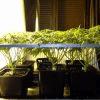 Scrog Early Skunk CRO+56 - PréFlo+8 - FLO+9