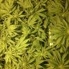 Scrog Early Skunk CRO+56 - PréFlo+8 - FLO+7 - 3