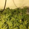 Scrog Early Skunk CRO+56 - PréFlo+8 - FLO+7 - 5