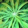 Scrog Early Skunk CRO+56 - PréFlo+8 - FLO+9