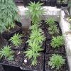 Session Outdoor Early Skunk - les bout'z
