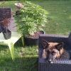 Session Outdoor Early Skunk CRO+91