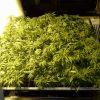 Scrog Early Skunk CRO+56 - PréFlo+8 - FLO+9